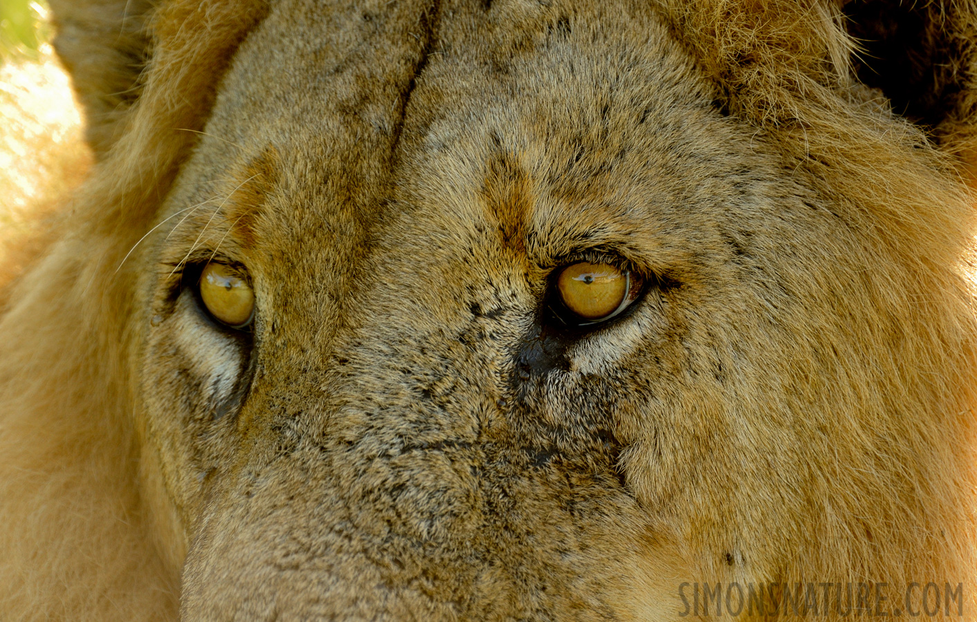 Panthera leo melanochaita [550 mm, 1/200 sec at f / 8.0, ISO 1000]